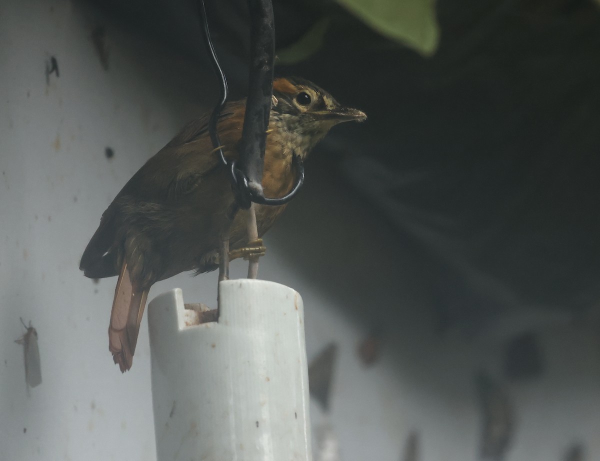 Scaly-throated Foliage-gleaner - ML646150237