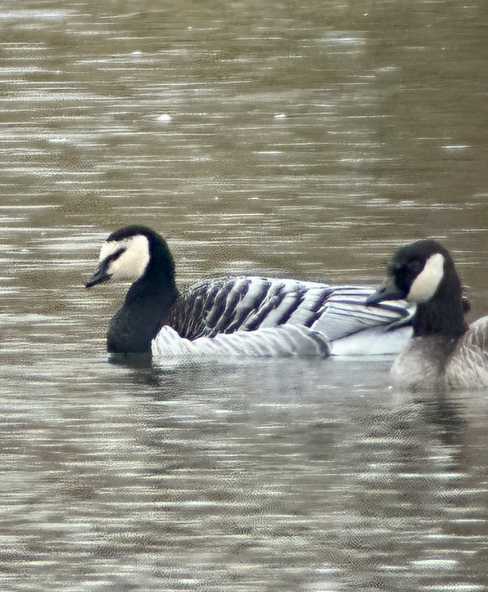Barnacle Goose - ML646150240