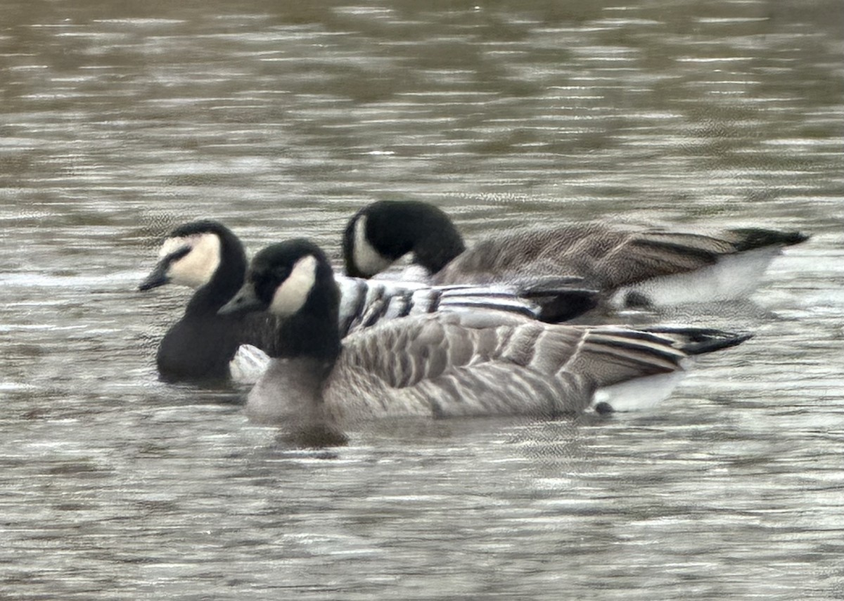 Barnacle Goose - ML646150241