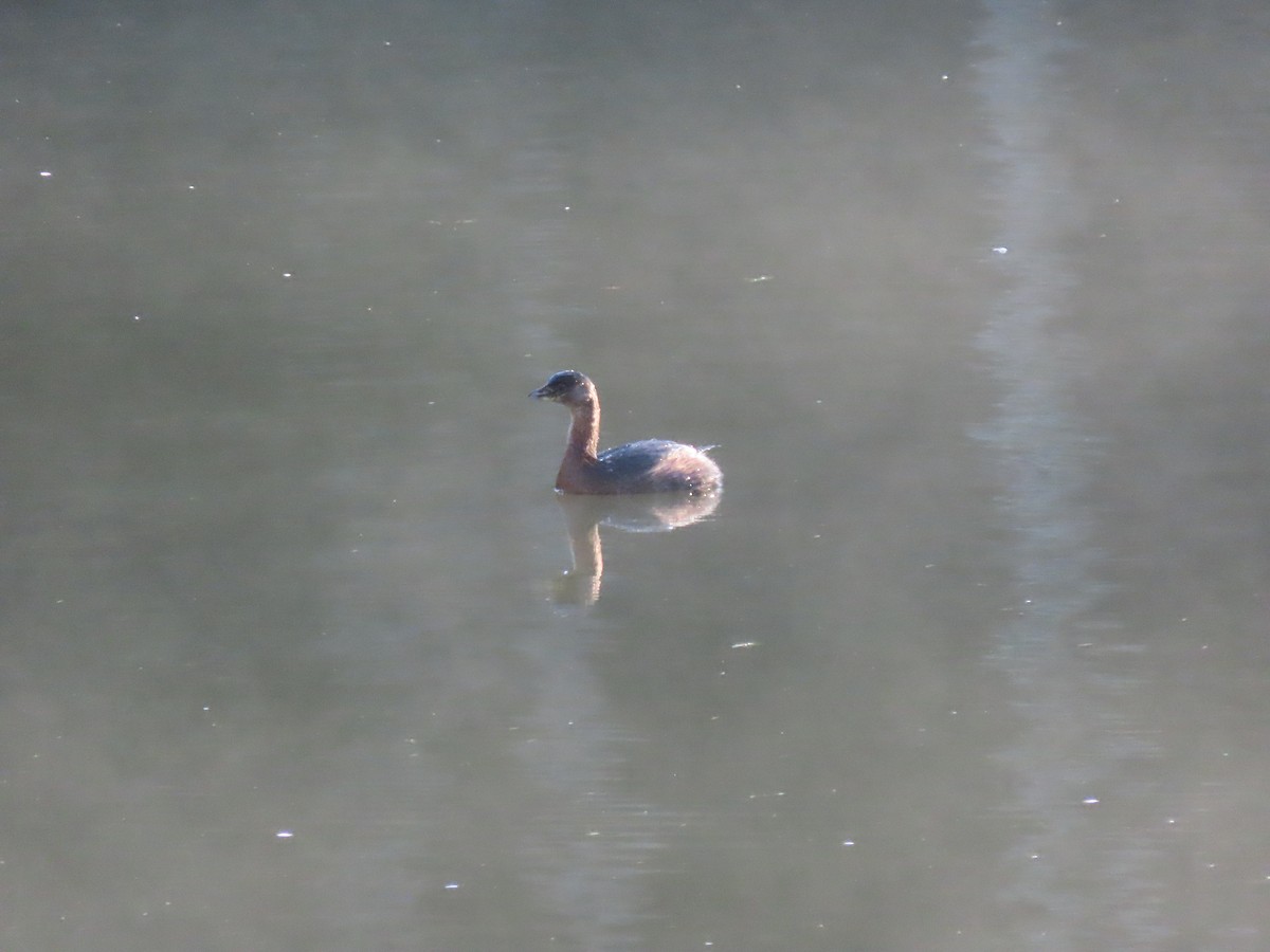 Pied-billed Grebe - ML646150242