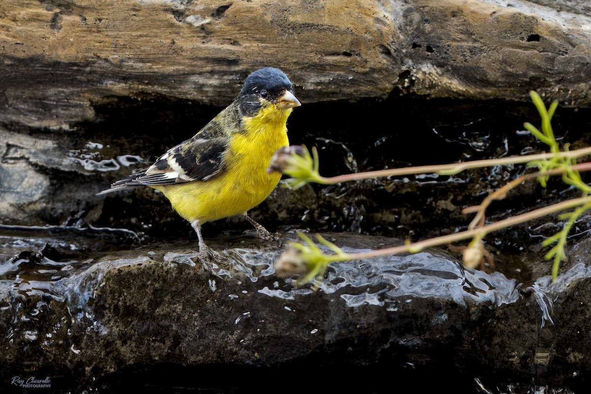 Lesser Goldfinch - ML646150244