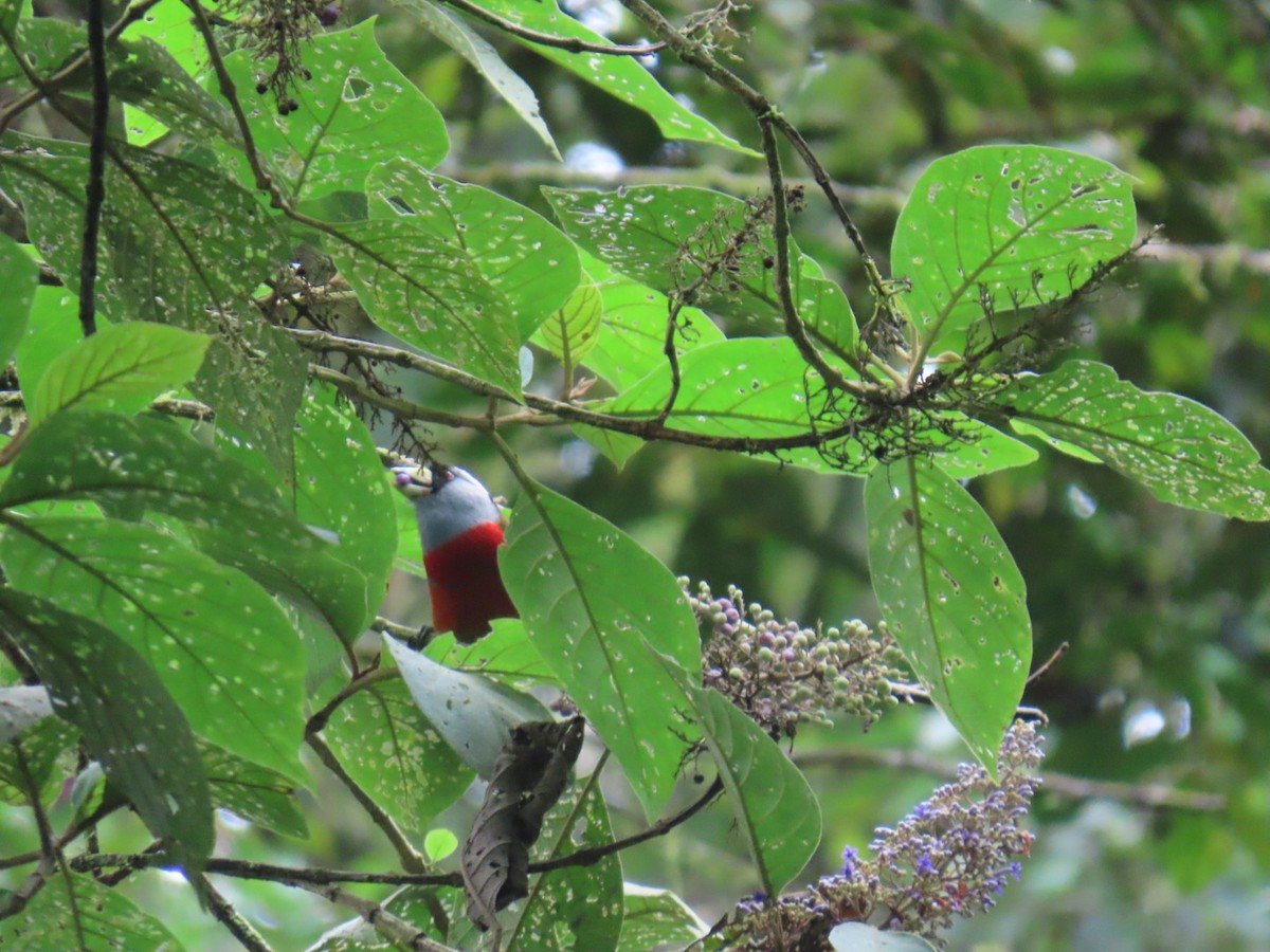 Toucan Barbet - ML646150251