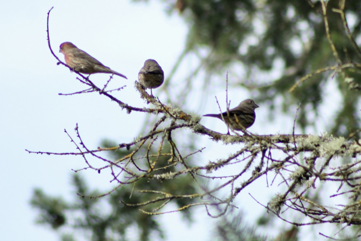 House Finch - ML646150253