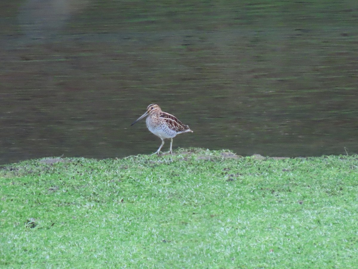 Wilson's Snipe - ML646150254