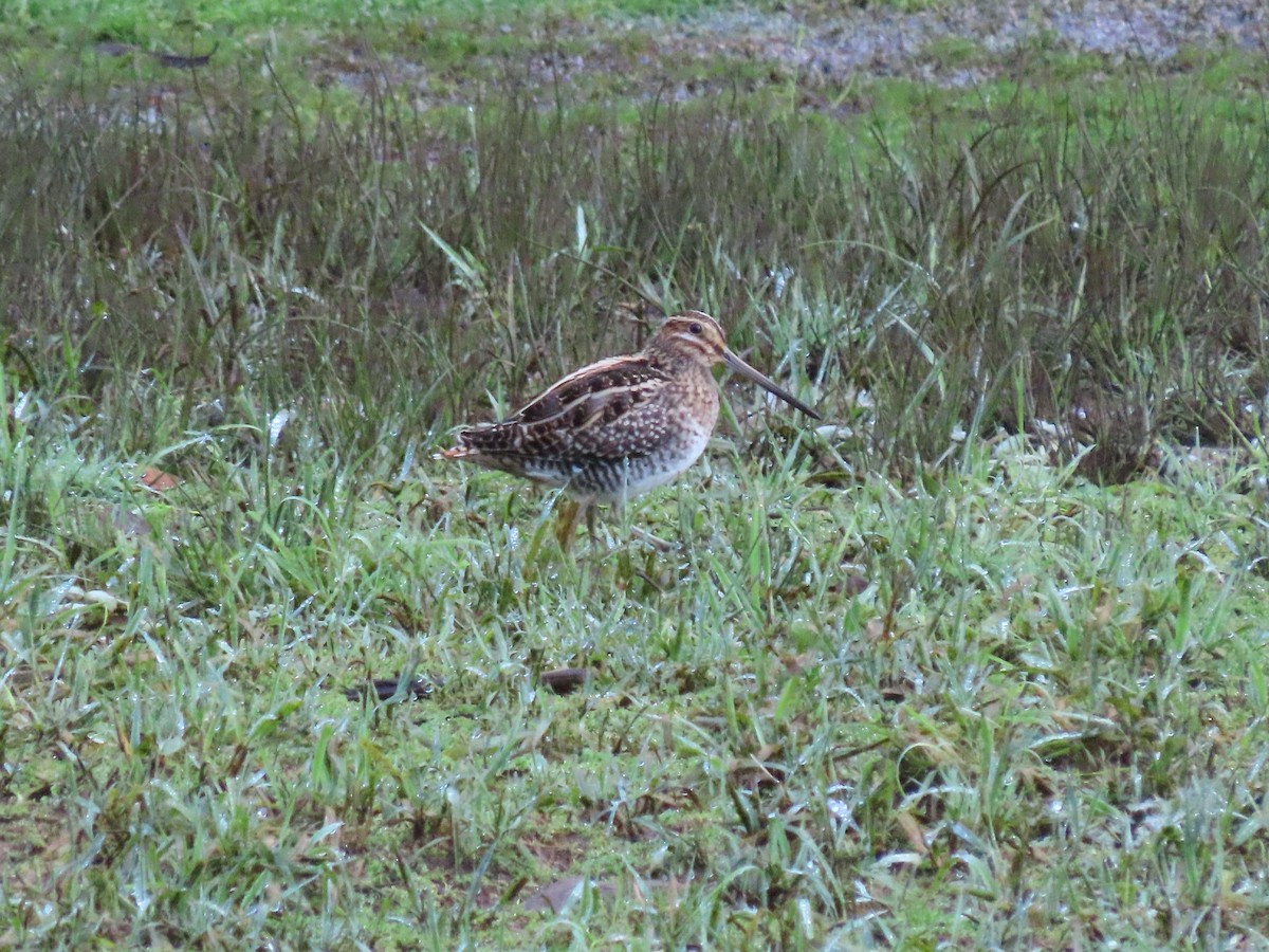 Wilson's Snipe - ML646150255