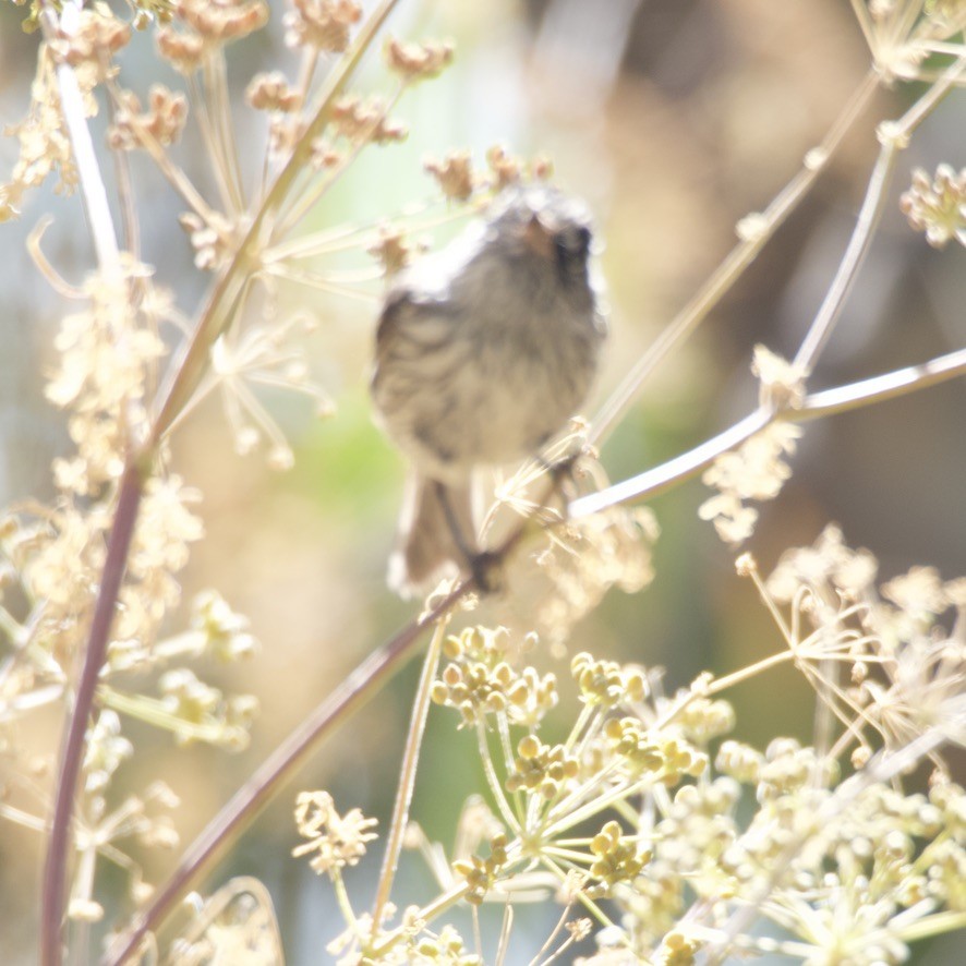 Tufted Tit-Tyrant - ML646150256