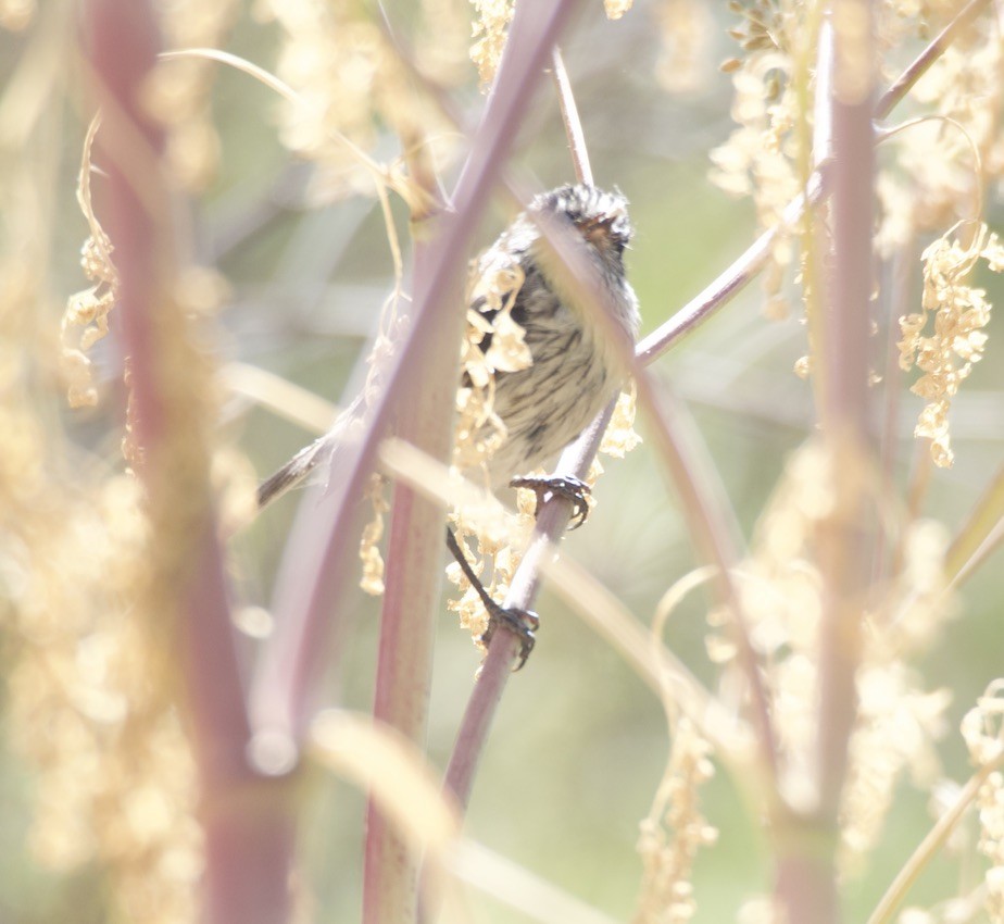 Tufted Tit-Tyrant - ML646150260