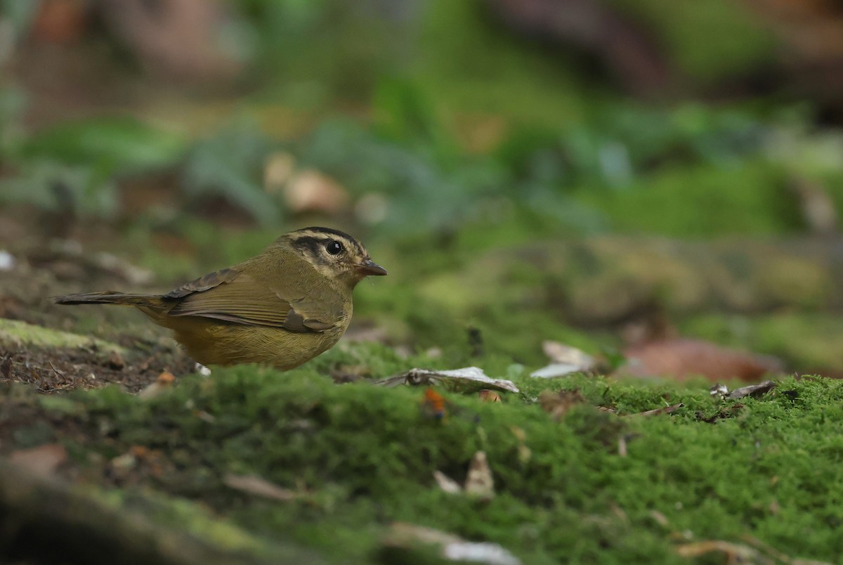 Three-striped Warbler - ML646150262
