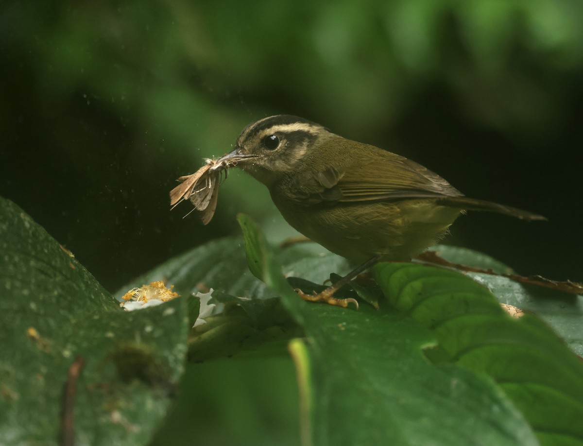 Three-striped Warbler - ML646150263