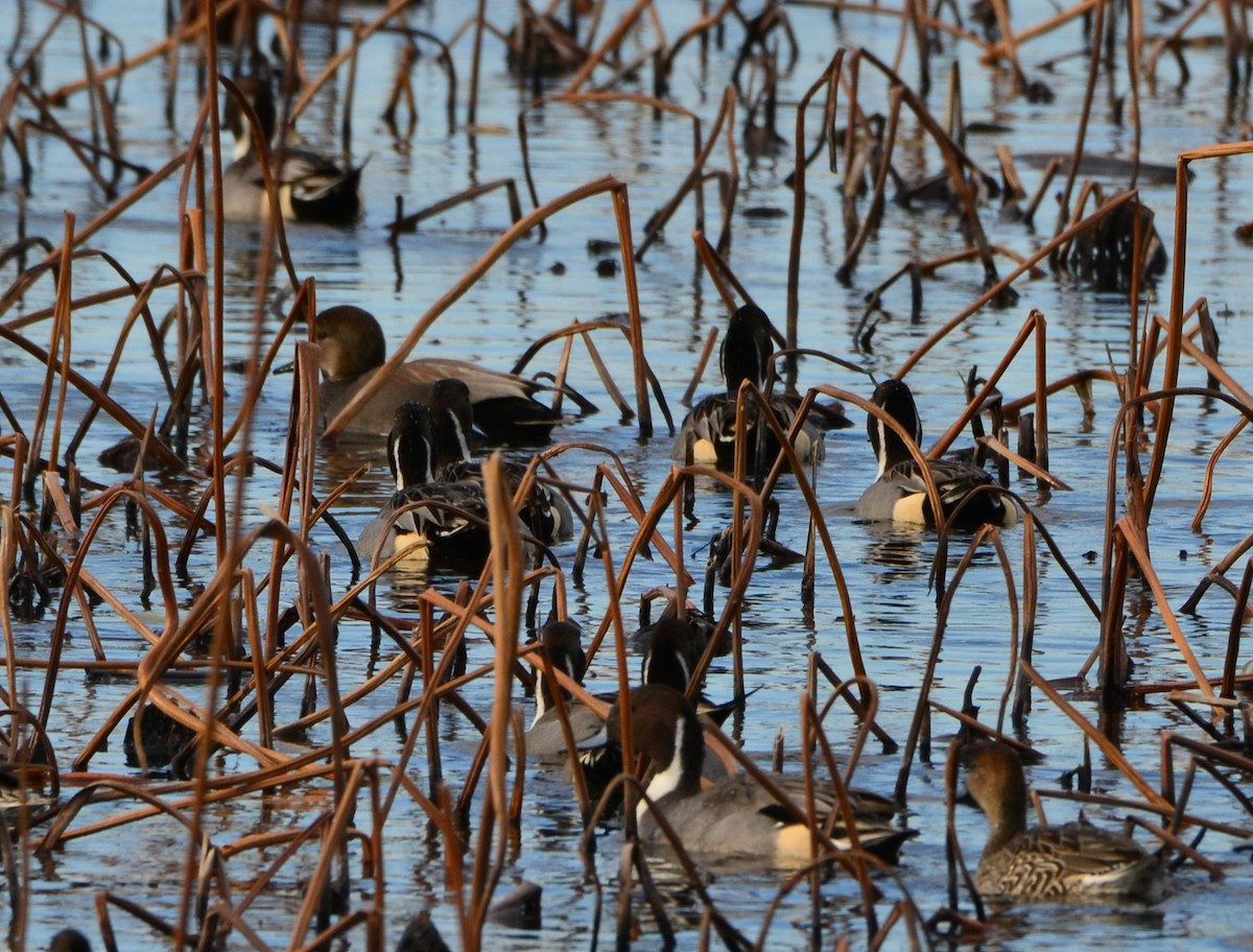 Серая утка - ML646150266