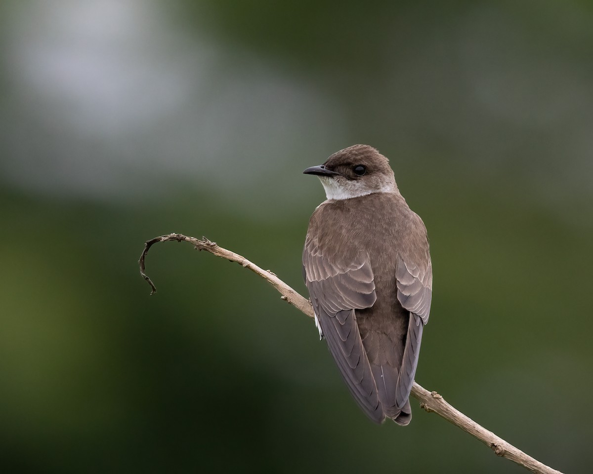 Brown-chested Martin (fusca) - ML646150273