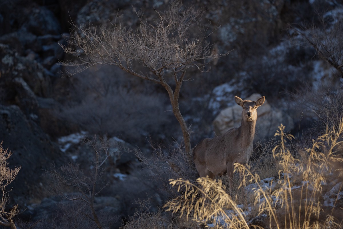 Red Deer - ML646150275