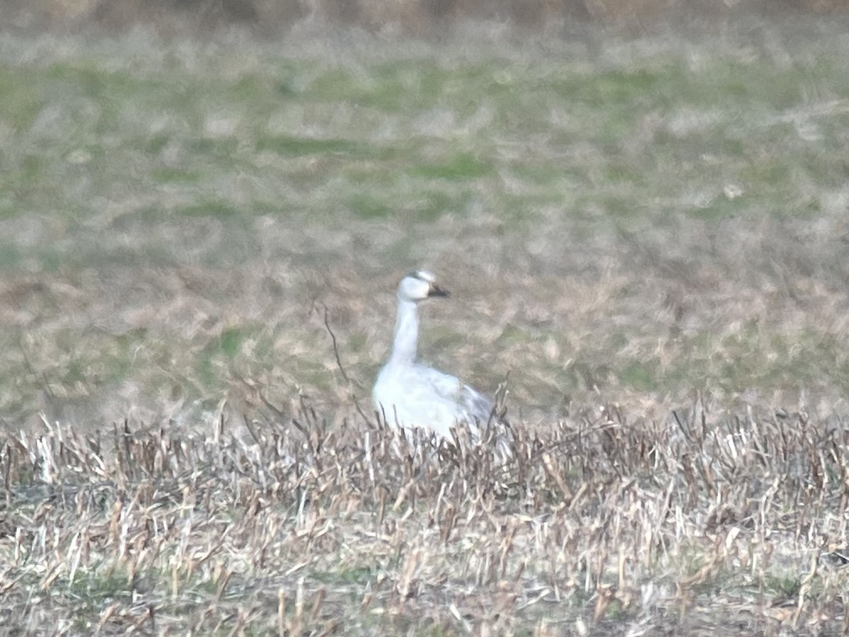 Snow Goose - ML646150295