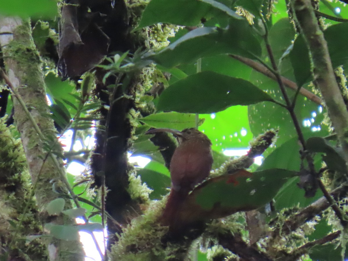Brown-billed Scythebill - ML646150297