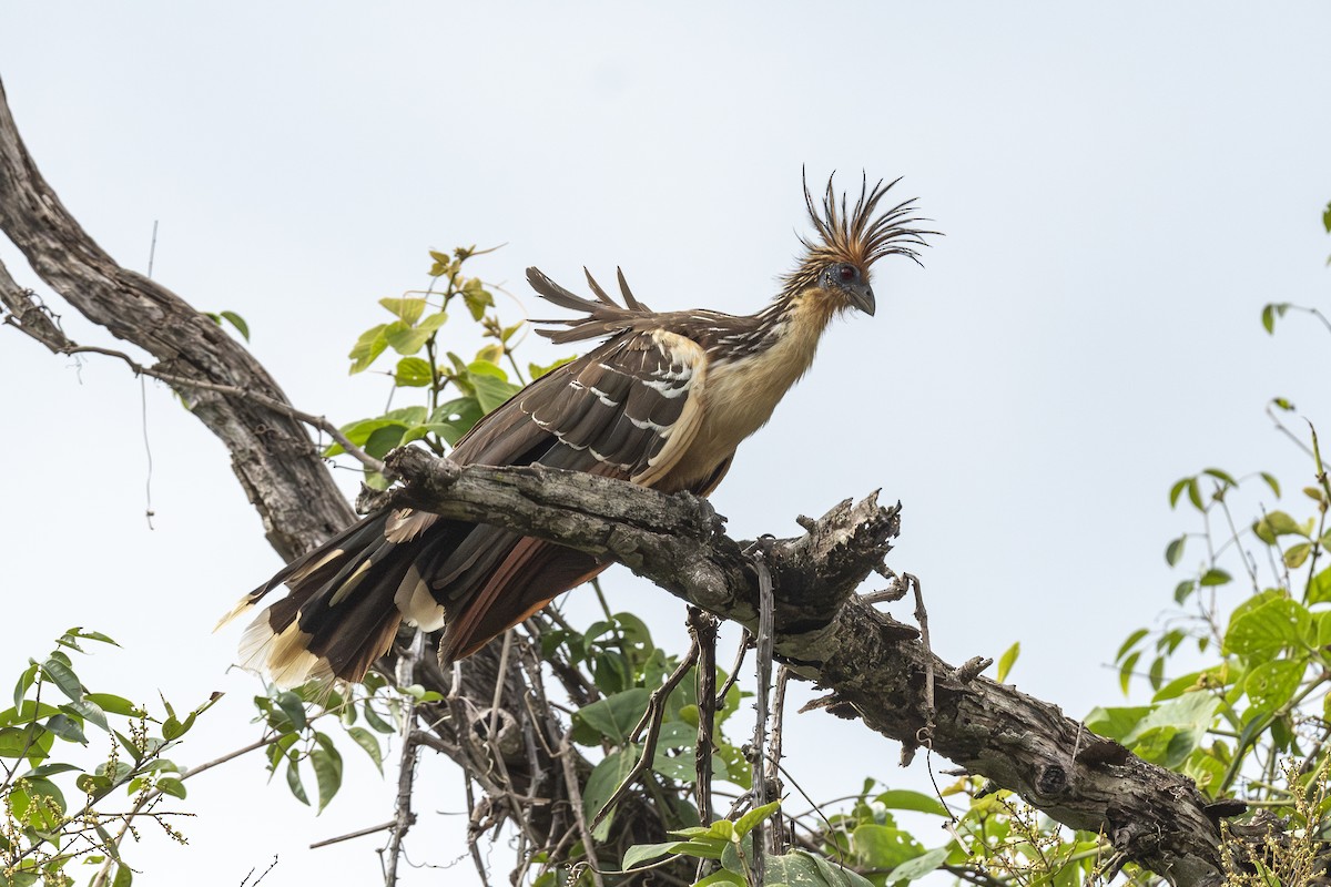 Hoatzin - ML646150304