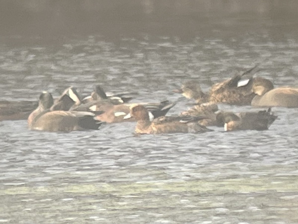 Eurasian Wigeon - ML646150305