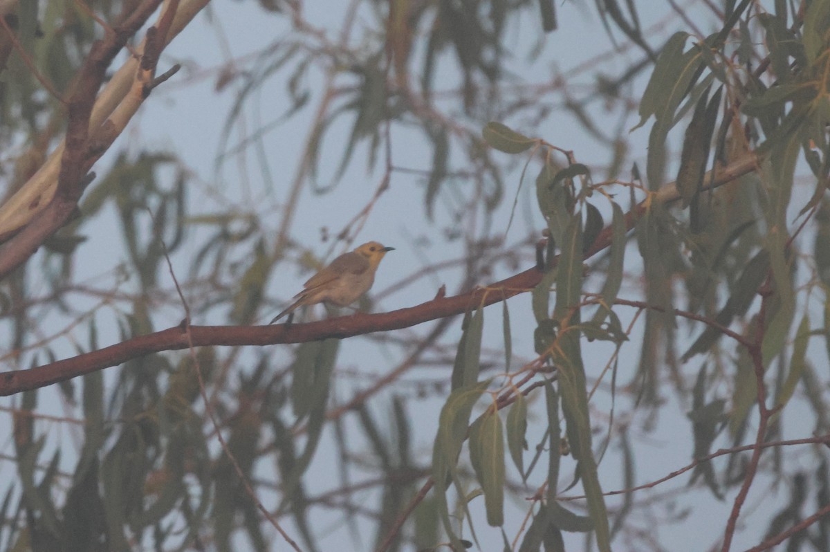 Yellow-tinted Honeyeater - ML646150306