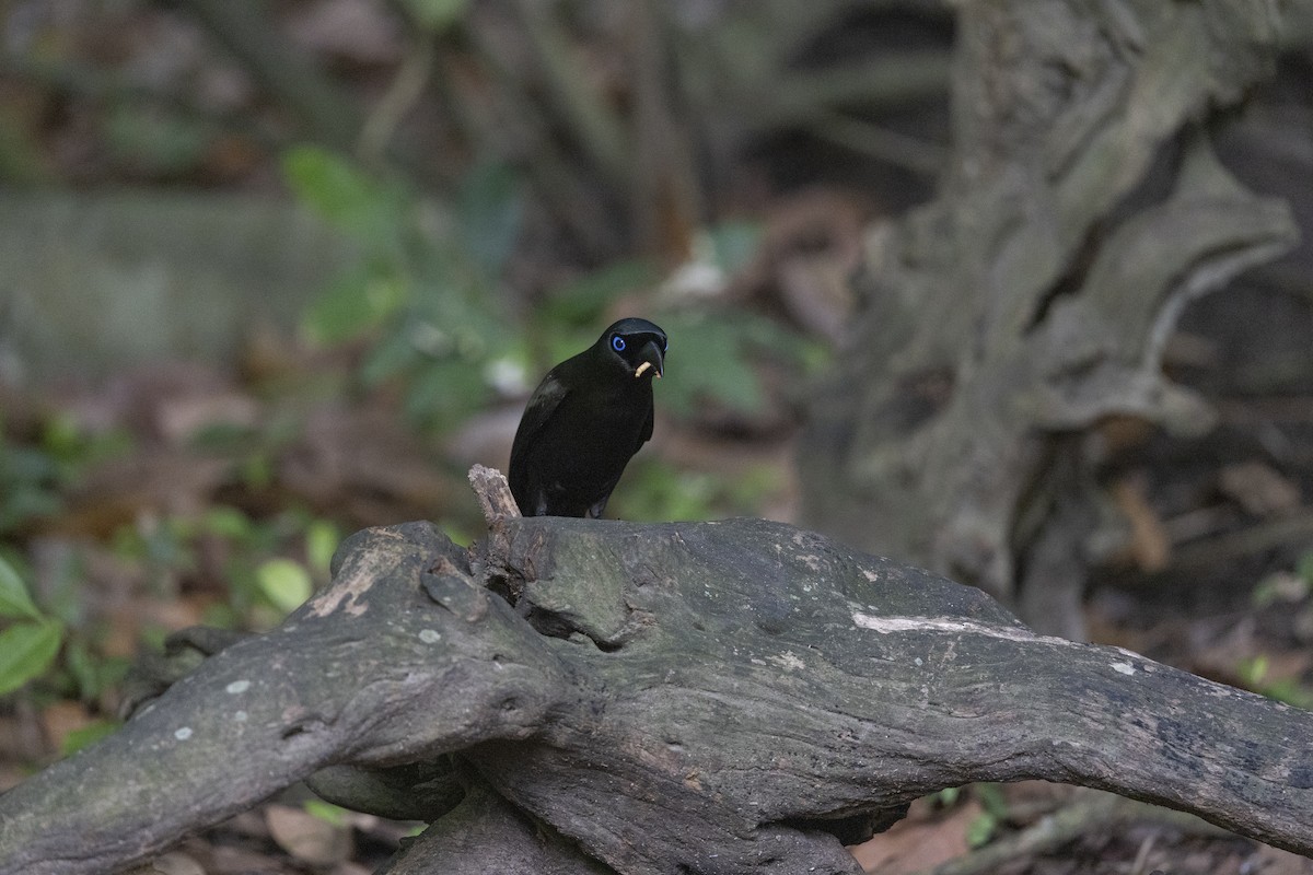Racket-tailed Treepie - ML646150307