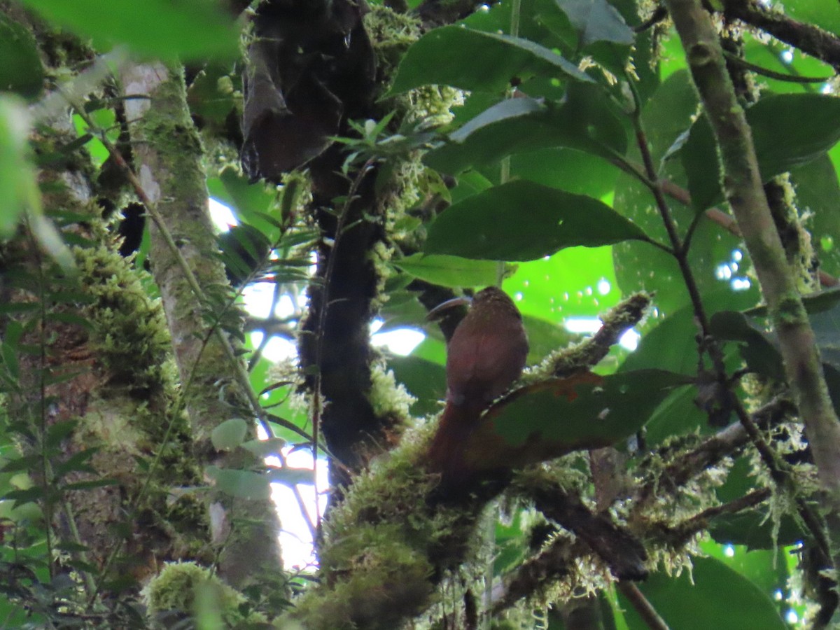 Brown-billed Scythebill - ML646150308