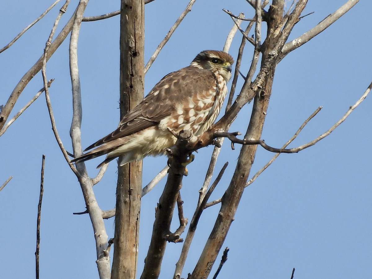 Merlin - ML646150315