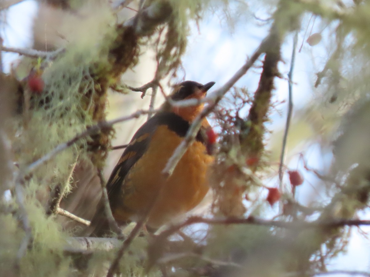 Varied Thrush - ML646150318