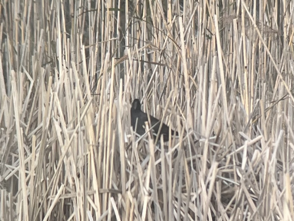 slípka americká - ML646150319