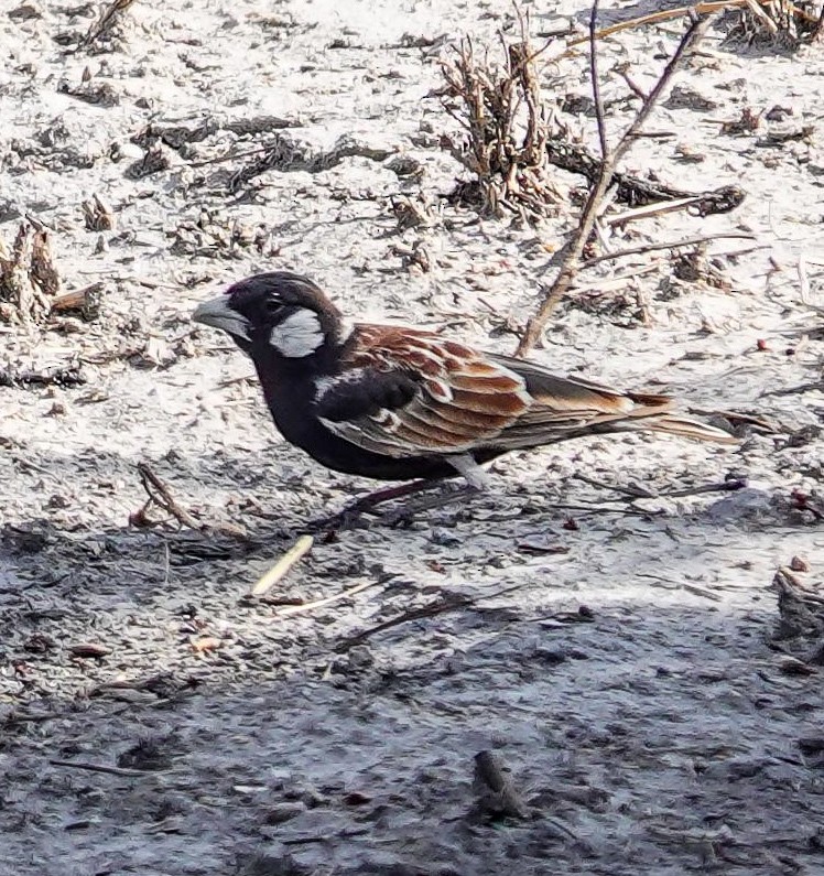 skřivan bělouchý - ML646150321