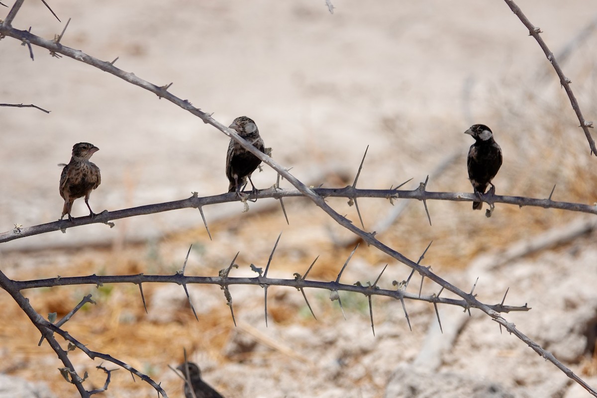 skřivan bělouchý - ML646150322