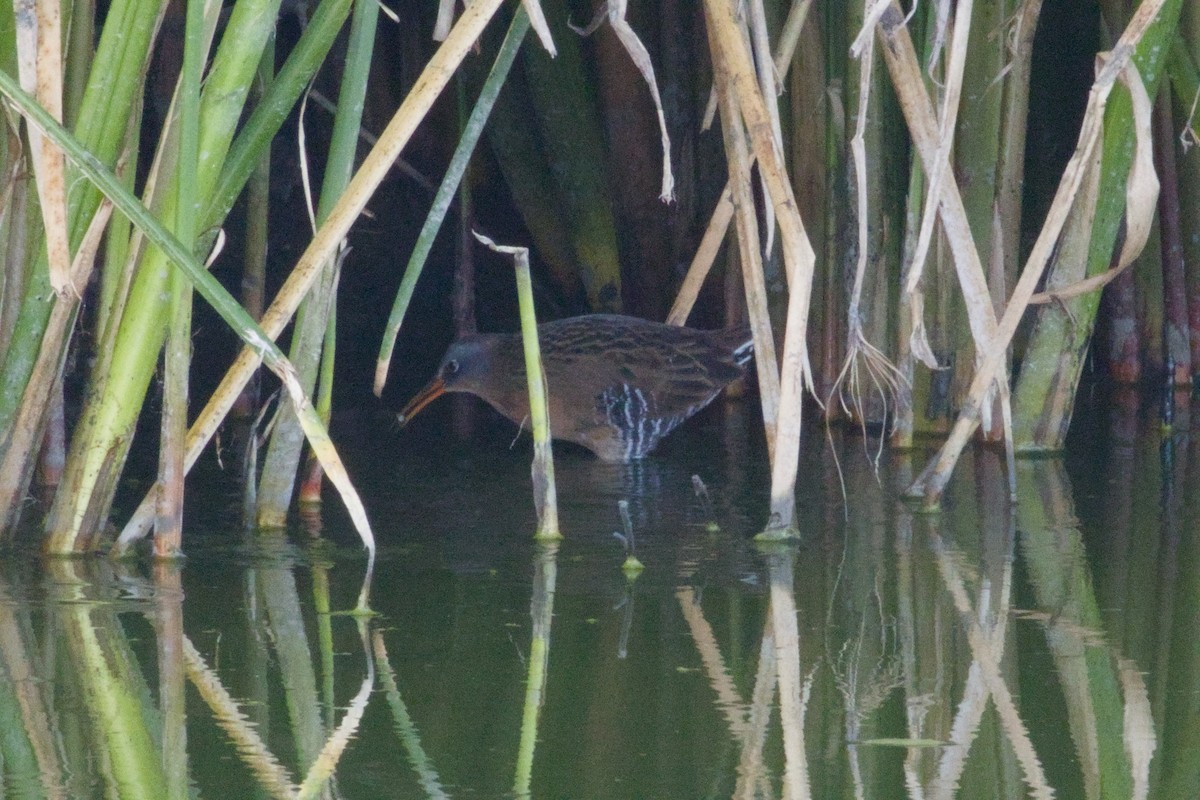 Пастушок віргінський - ML646150324