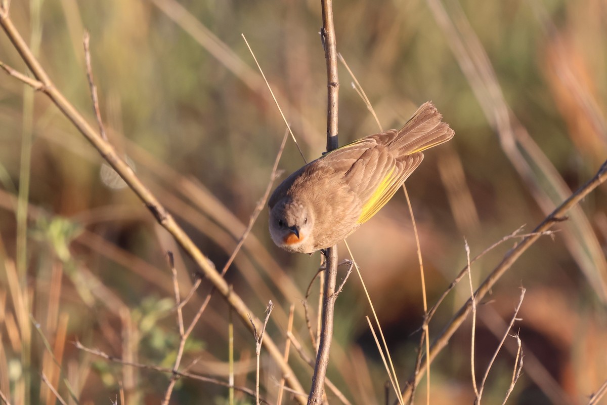 Rufous-throated Honeyeater - ML646150328