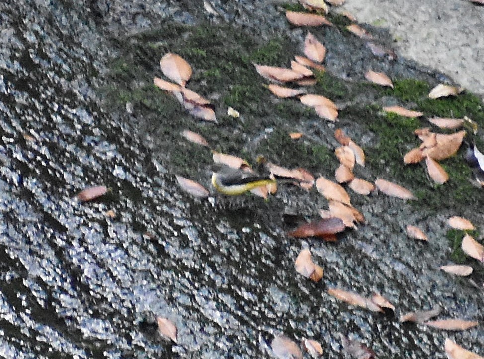 vintererle - ML646150329