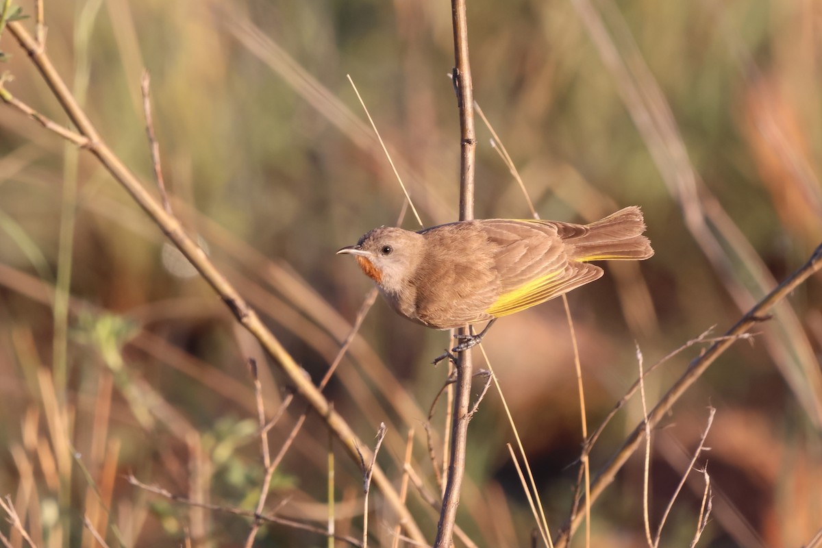 Rufous-throated Honeyeater - ML646150330