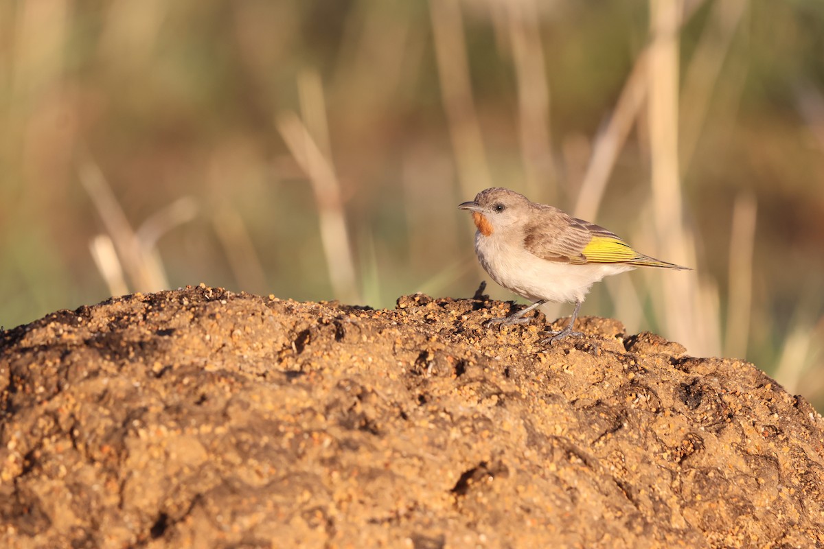 Rufous-throated Honeyeater - ML646150331
