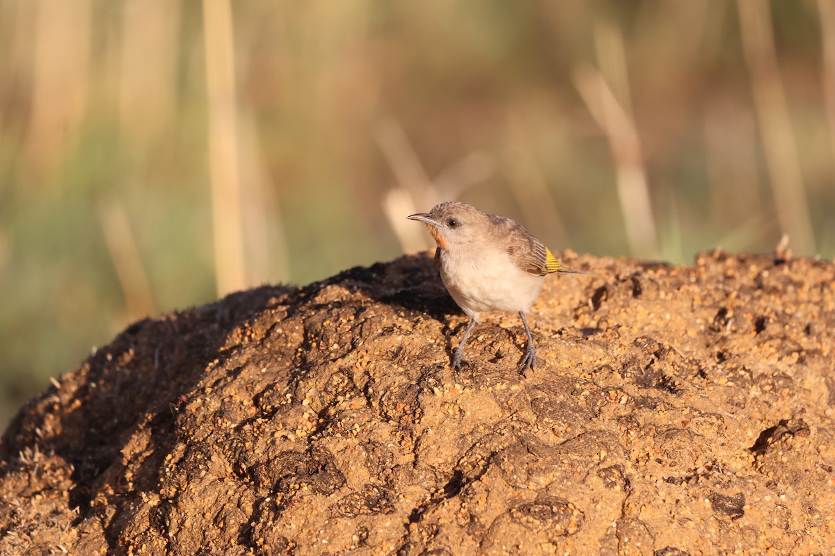 Rufous-throated Honeyeater - ML646150332