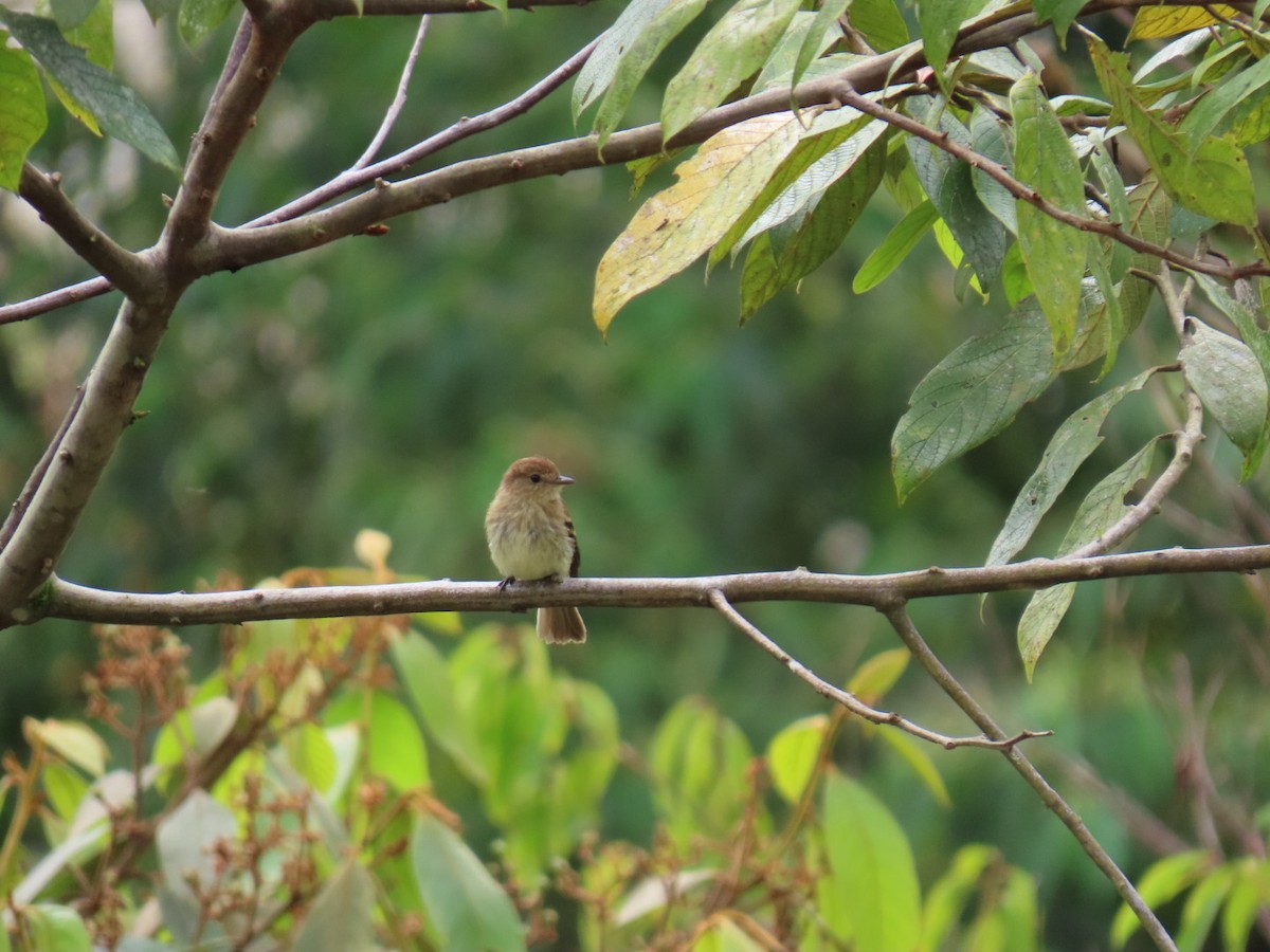 Bran-colored Flycatcher - ML646150333