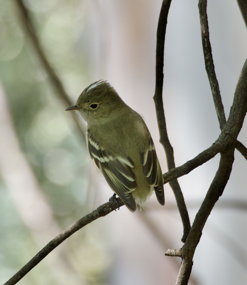 White-crested Elaenia - ML646150335