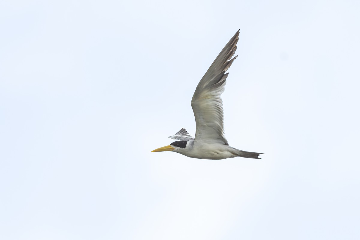 Large-billed Tern - ML646150340
