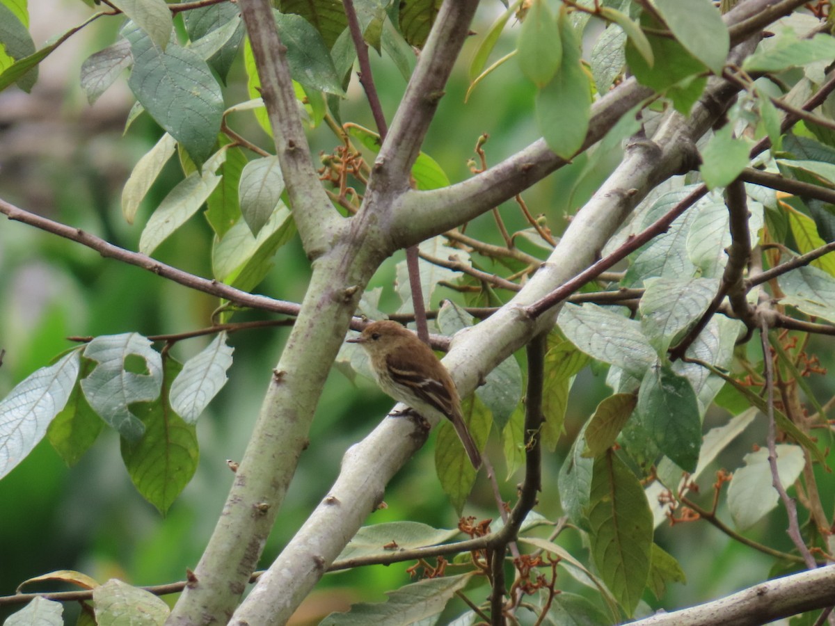 Bran-colored Flycatcher - ML646150342
