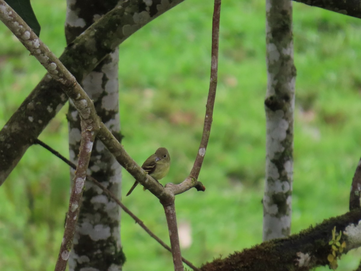 Buchenschnäppertyrann - ML646150350