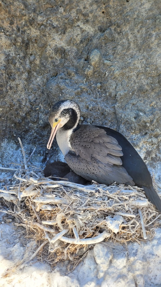 Spotted Shag - ML646150352