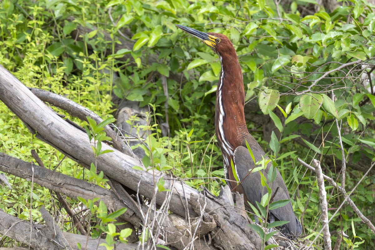 Rufescent Tiger-Heron - ML646150359