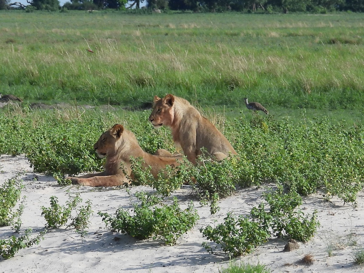 Kori Toyu - ML646150360