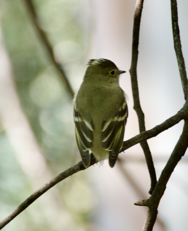 White-crested Elaenia - ML646150373