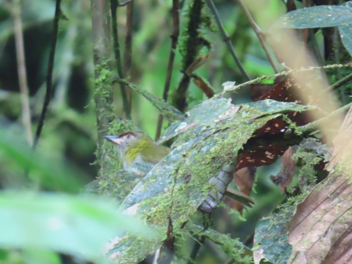 Black-billed Peppershrike - ML646150376