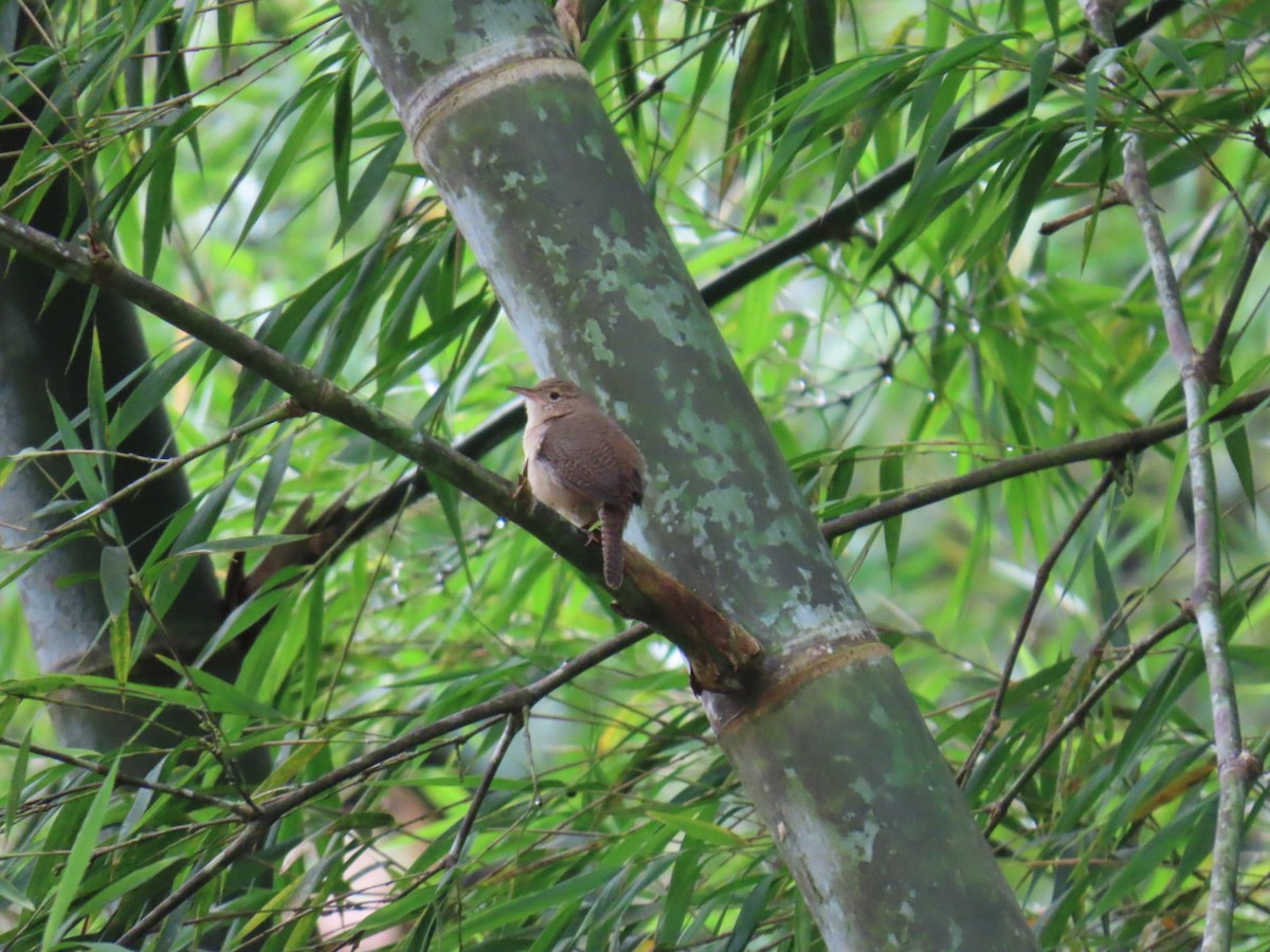 Southern House Wren - ML646150386