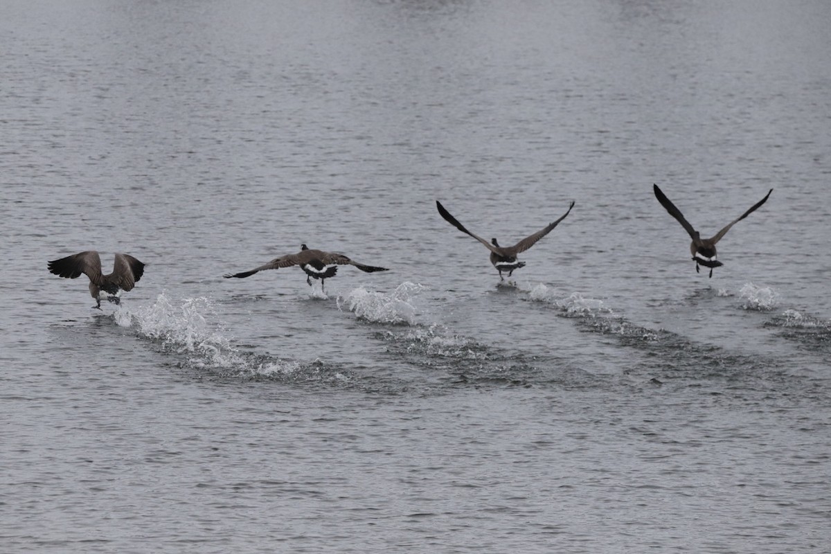 Kanada Kazı - ML646150395