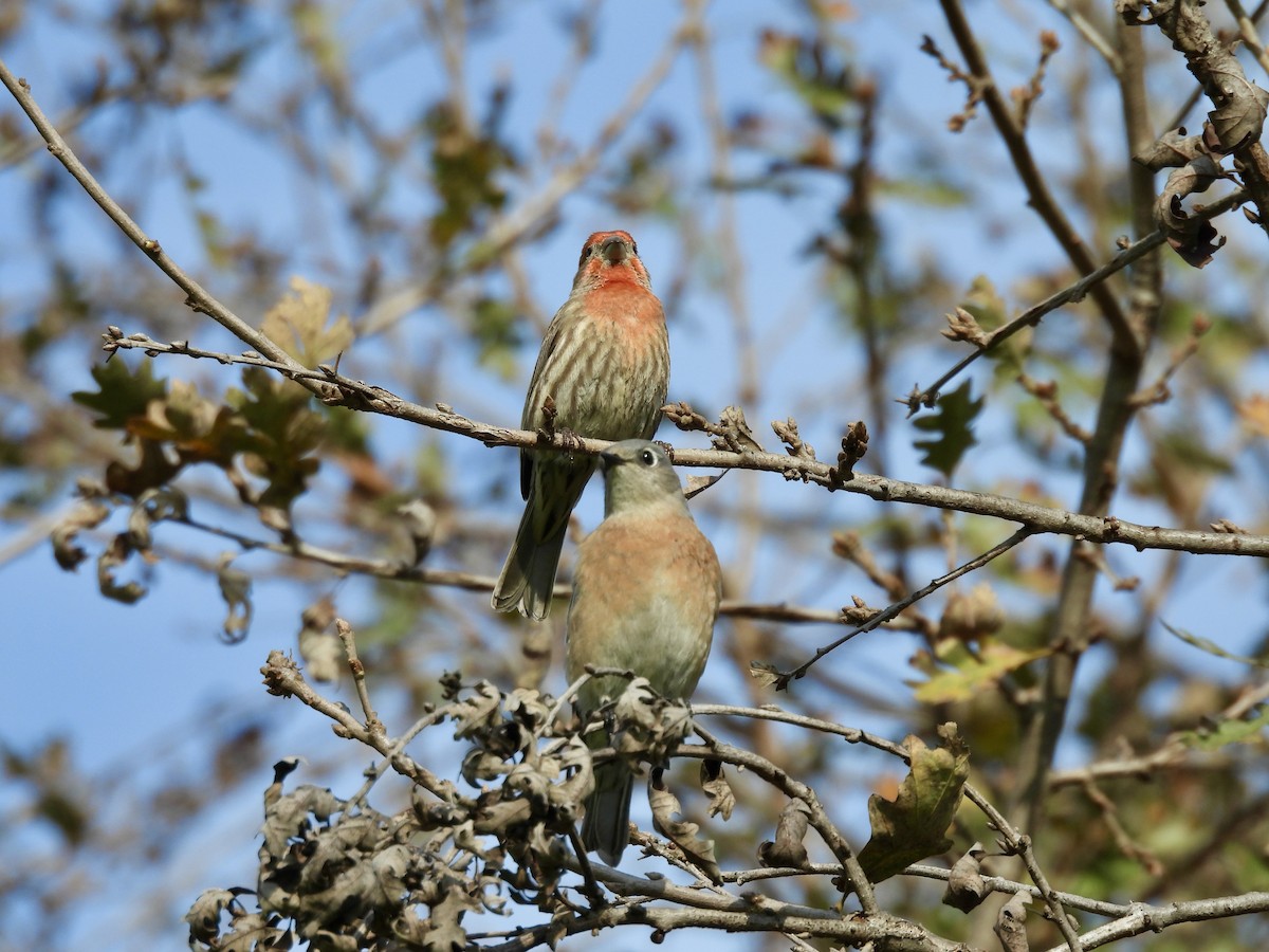 Western Bluebird - ML646150398