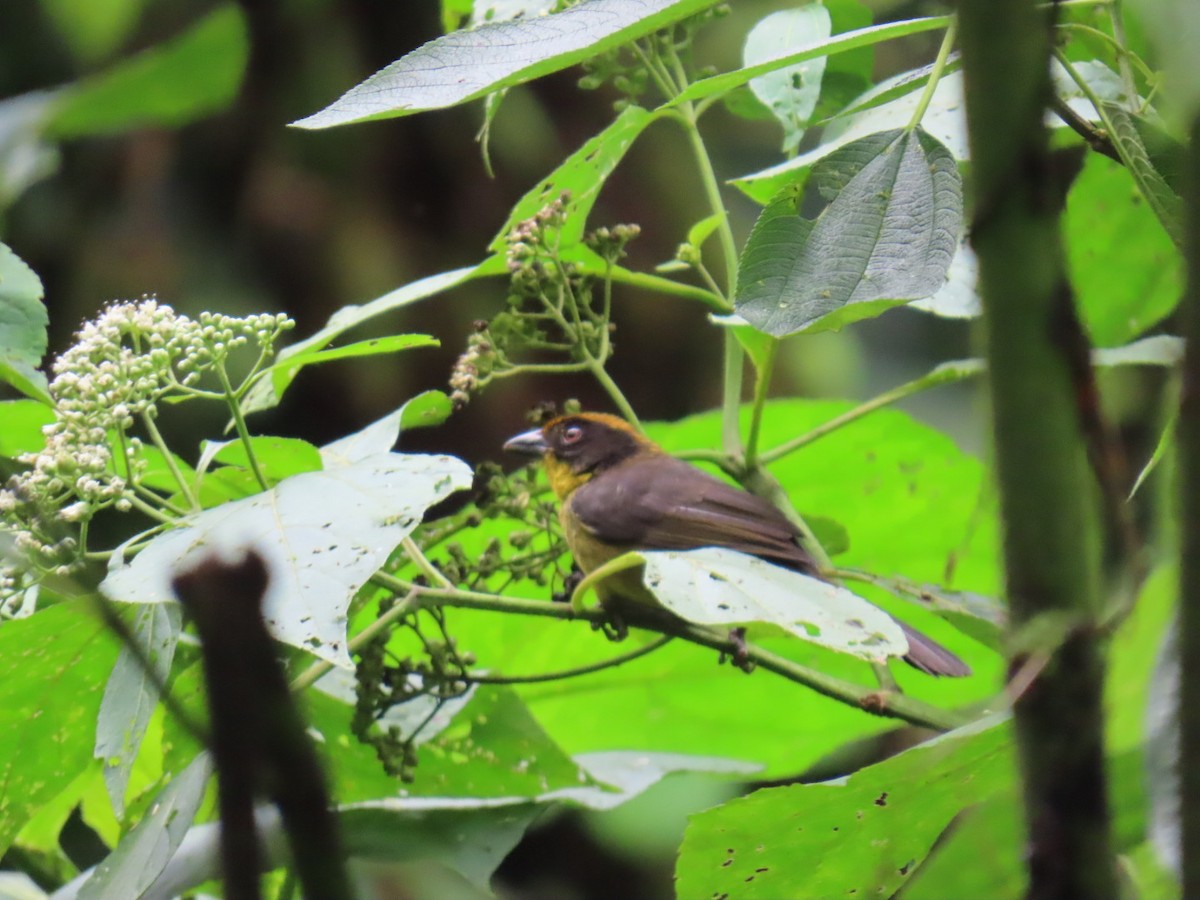 Choco Brushfinch - ML646150401