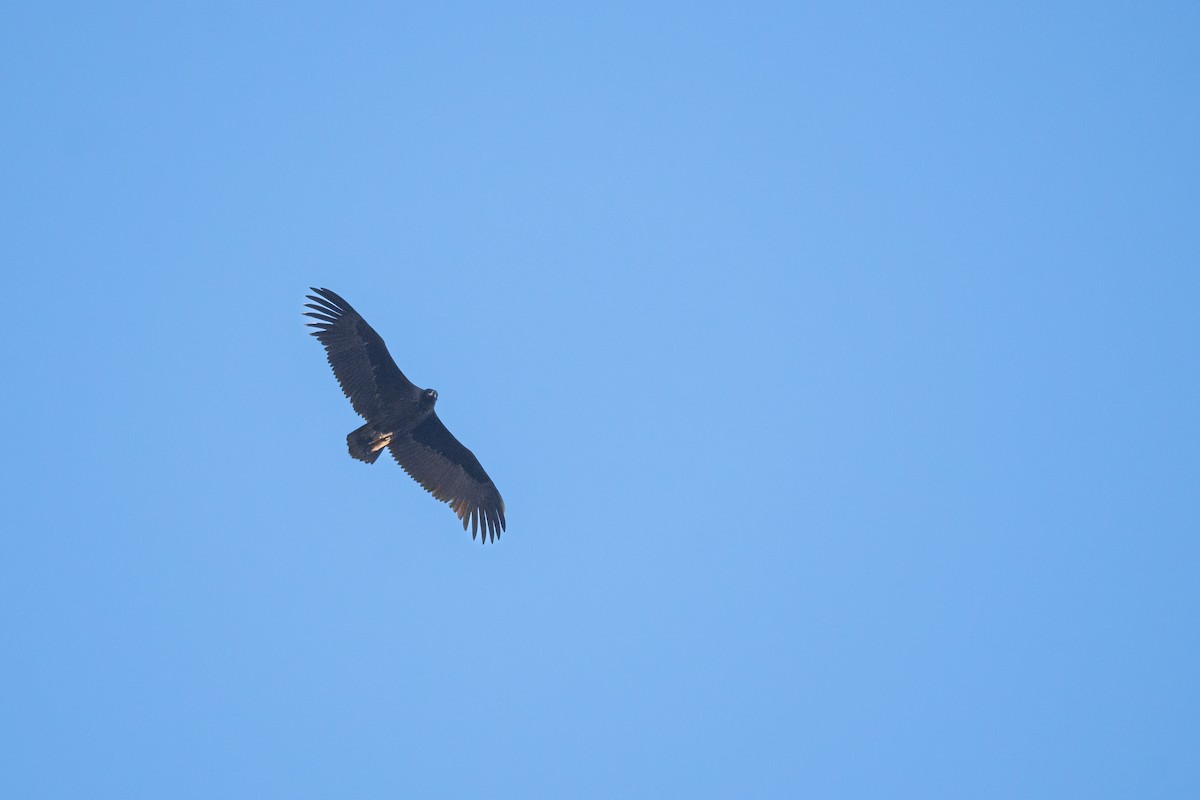 sup hnědý - ML646150407