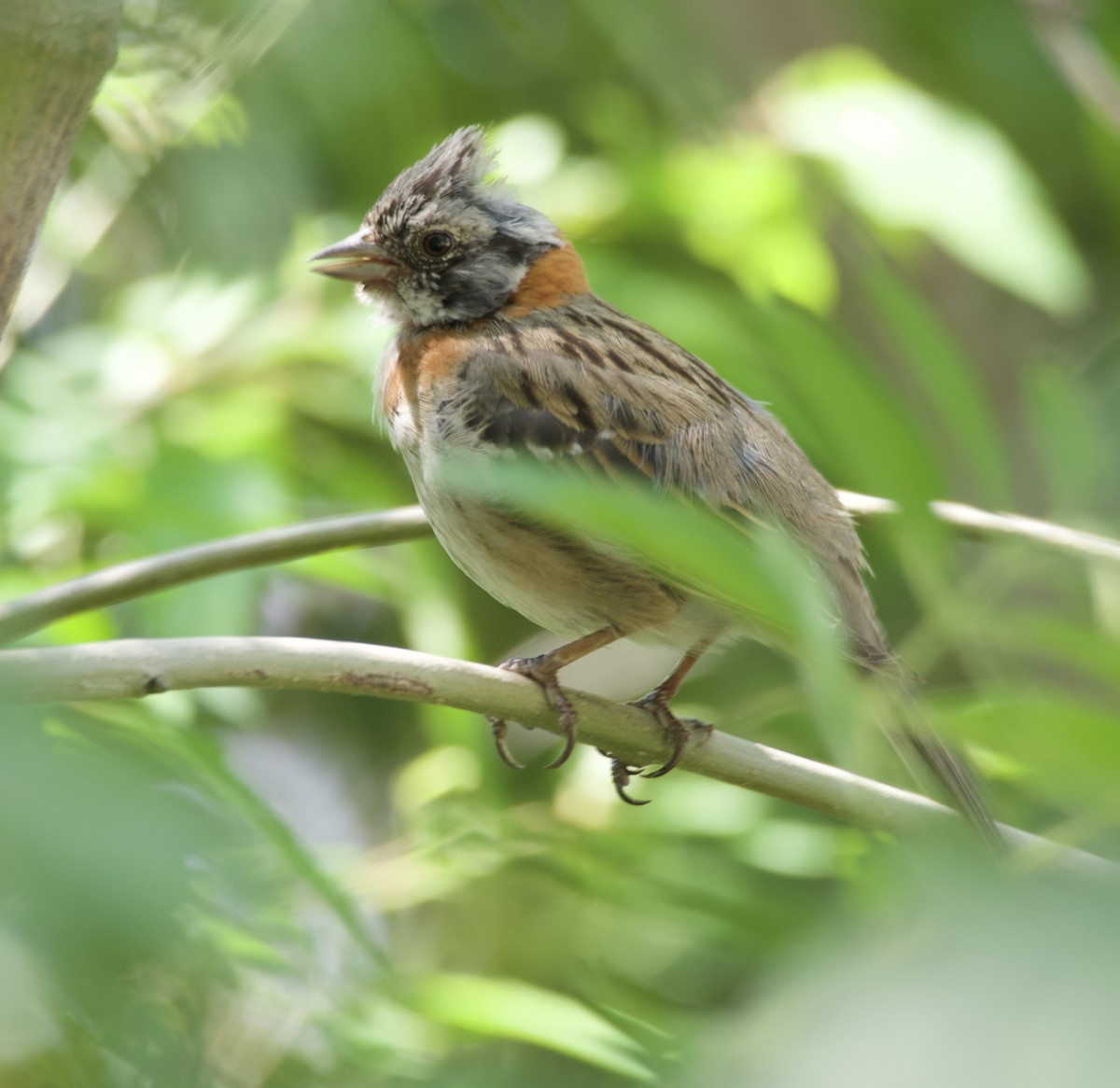 Rufous-collared Sparrow - ML646150409